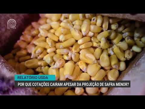 Relatório USDA | Por que as cotações caíram apesar da projeção de safra menor? | Canal Rural