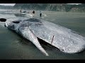 7 УЖАСНЫХ МОРСКИХ МОНСТРОВ