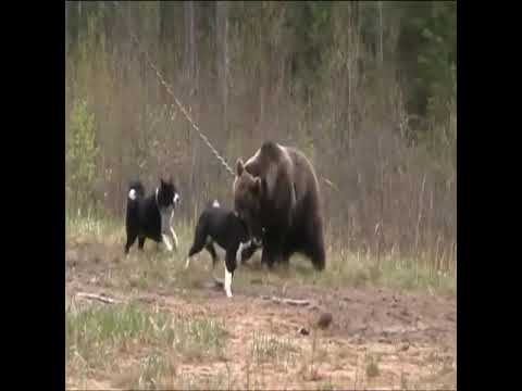 فيديو: هل ستهاجم الدببة السوداء الكلاب؟