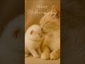 Mother’s Day with Kittens 🐾 #mothersday #kitten #viral #cute #love #pets #catmom #fyp #youtube #cat