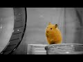 ひとりぼっちのはむぴっぴ