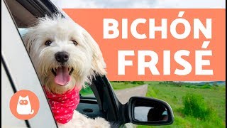Bichón Frisé En Español - Características Y Cuidados