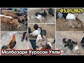 Молбозори Хуросон Уяли Нархои Гуночинча Букача дакан мургови хуруз заргуш Мург ва ғайра 05 01 2021