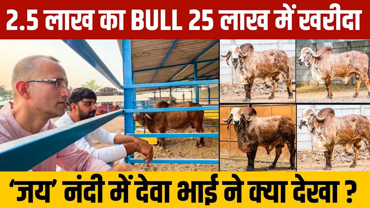 गौशाला में 20 Bull, फिर भी 2.5 लाख का 