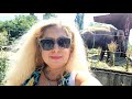 A walk at the zoo 🐅🐪🦢🐘 #Enya #travel #TheQueen 