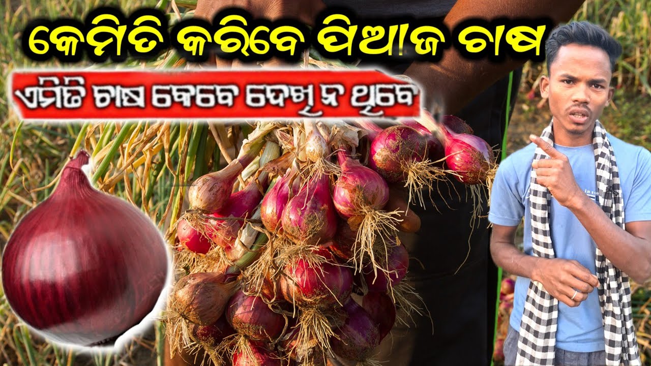 ପିଆଜ ଚାଷର ନୂଆଁ ଟ୍ରିକ୍| How to Grow  Onion farming |