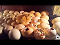 HOW TO MAKE  EGG INCUBATOR AT HOME || NEW 2020//  HOMEMADE 100 EGGS INCUBATOR FULLY AUTOMATIC