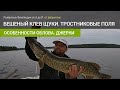 Бешеный клев щуки на джерки в тростниковых островах