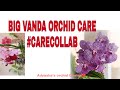 Soins des orchides vanda pour les dbutants carecollab