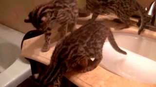 Asian Leopard Cubs playing at Christmastime by JupiterDockandSeawall Begley 1,536 views 10 years ago 2 minutes, 22 seconds