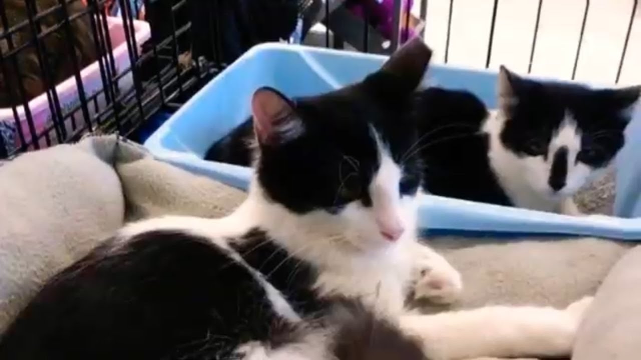 PetSmart National Adoption Weekend YouTube