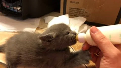 Watch the video about Monty, a Russian Blue mix cat, has been failed by humans twice in his short life