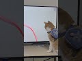 고양이가 좋아하는 영상을 보시는 구독자님 :)