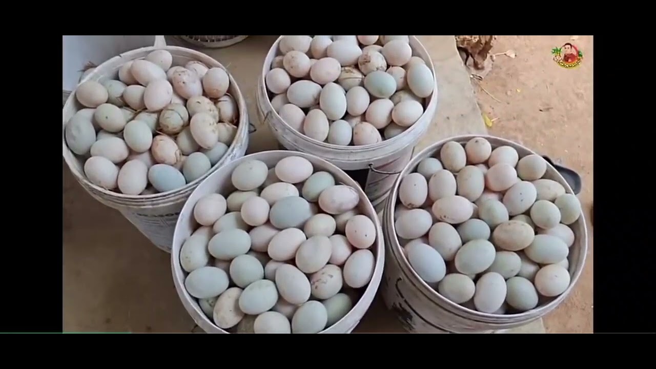 #เลี้ยงเป็ดขายสร้างรายได้#ขอบคุณช่องชาว สวนยุคใหม่#รับชมเพื่อเป็นช่องทางสร้างรายได้