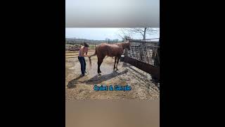 Miss N Metallic sells Lot 120 Lolli Brothers Livestock, Macon, Missouri May 3rd