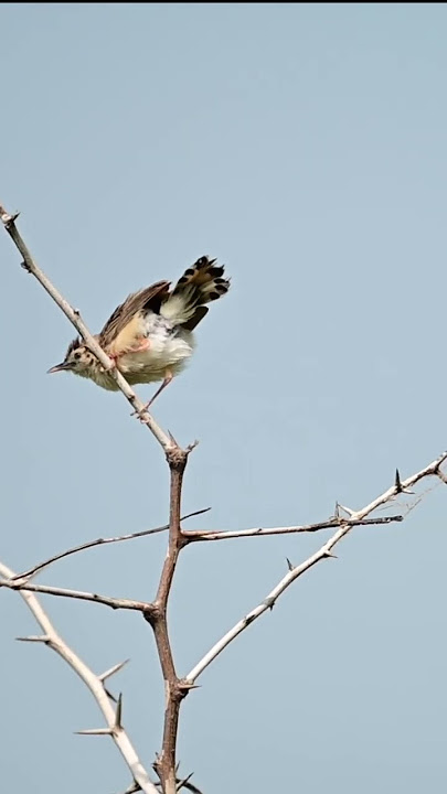 Fantail Warbler | Zitting Cisticola  | Zitting Cisticola Bird #birdsounds #shorts