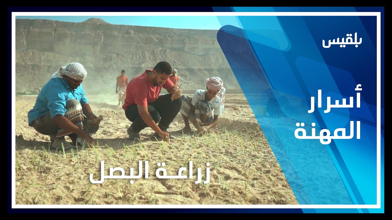 أسرار المهنة | زراعة البصل في حضرموت.. قصة نجاح يمنية