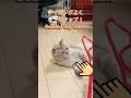 猫のフォルムってなんでこんなに可愛いの😊 #catvideos #cat #ちゃちゃまる #ねこ #猫 #shorts #cute