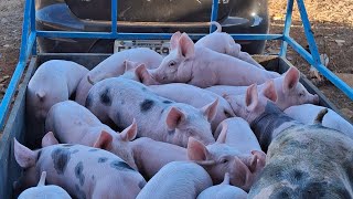 Como faço pra tramportar os animais de um galpão pro outro?