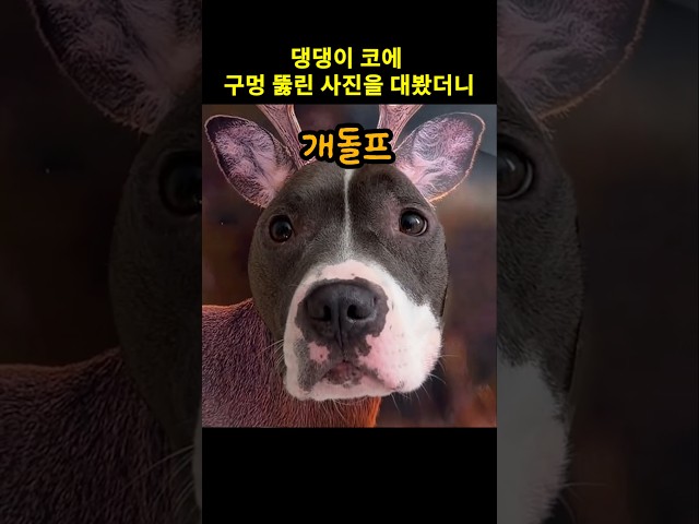 댕댕이 코에 구멍 뚫린 사진을 대봤더니 벌어진 일