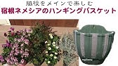 ネメシアの切り戻し Youtube