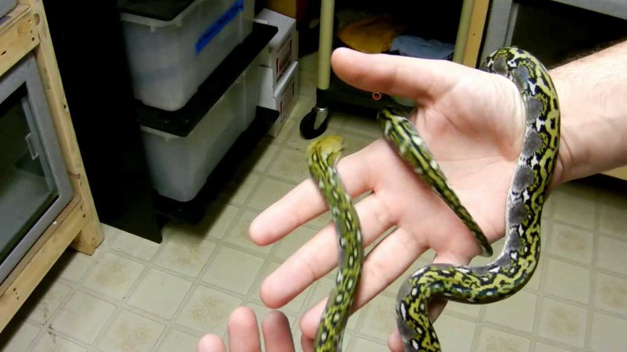 snake oil 50% Sulawesi Normal Update