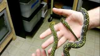 50% Sulawesi Normal Update