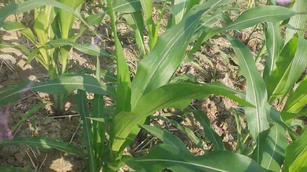 pemupukan sistem kocor tanaman jagung