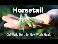 Horsetail - Old World Herb for New World Health | Harmonic Arts