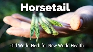Horsetail - Old World Herb For New World Health Harmonic Arts