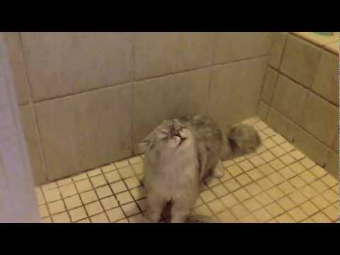 funny-kitten-video-in-the-shower--persian-cat-purrcy