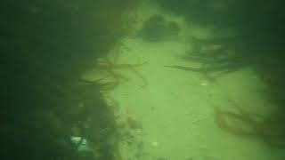 P5190004 AVI 20180525 110536