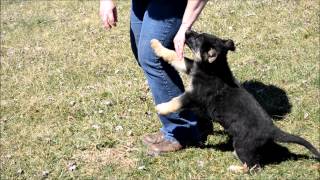 German Shepherd Puppies for Sale - March 2015(, 2015-03-29T23:00:06.000Z)