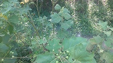 Chữa bệnh viêm xoang bằng cây cà dược