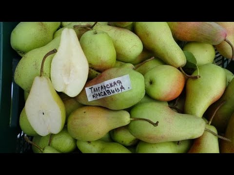 Груша Талгарская Красавица Фото И Описание