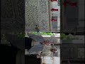 هلا والله حيا الله اي الله لعيونك هالرقبة سدادة ياباي سدادة ال ولله سدادة