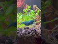 Caridina Extreme Blue Bolt ovada #shrimptank #aquascape #caridina