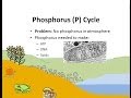 The Phosphorus Cycle