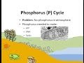 Phosphorus Cycle and Its Importance in Life Processes