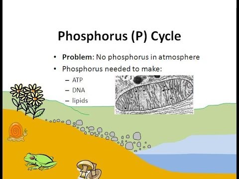 The Phosphorus Cycle