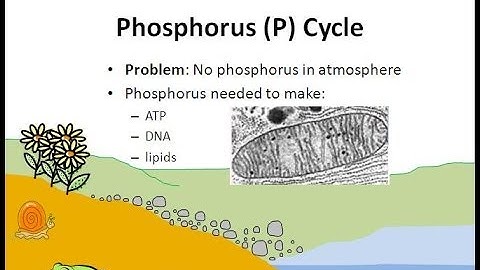The Phosphorus Cycle
