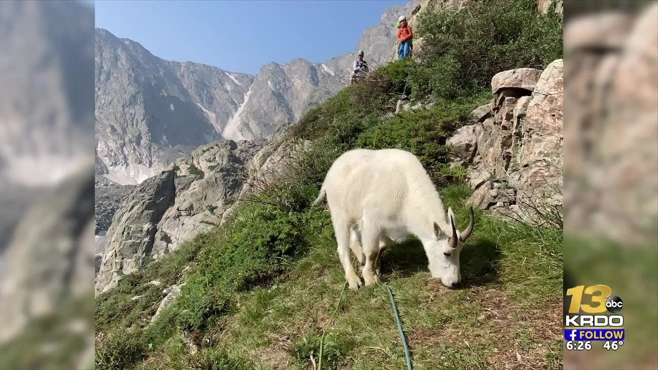 Mountain goat climbs with 8-year-old, creates dangerous but memorable adventure