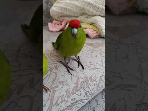 Сидят обдумывают злодеяния 😁Попугаи