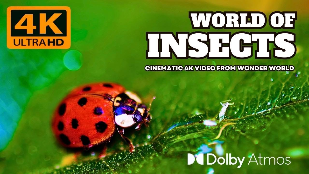 The Fascinating World of Insects | 4K Ultra HD Cinematic | Relaxation ...