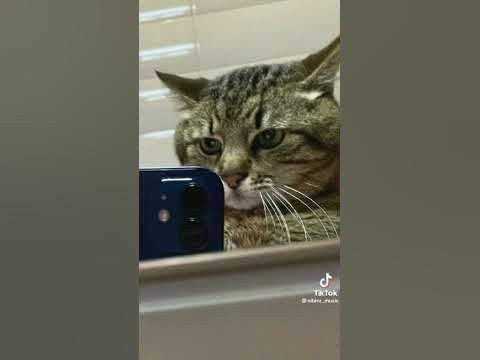 смешные фон - YouTube