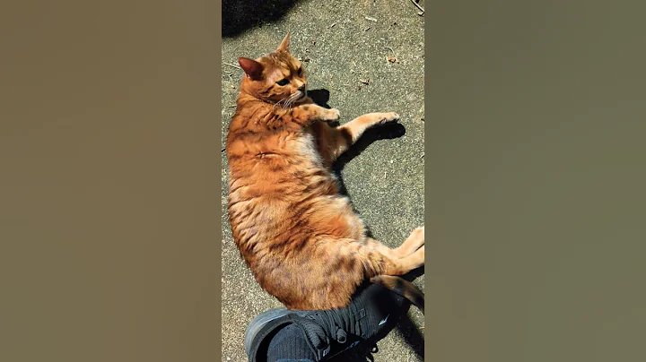 Video 10224621: bengal cat meowing, bengal cat rolls