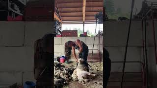 Wooliest Sheep In The County FINALLY Trimmed