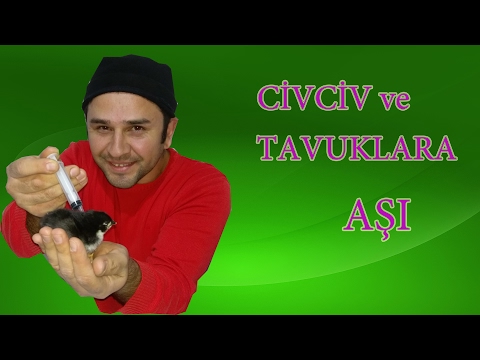 Civciv ve Tavuklara Aşı Yaptık