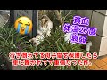 【アニマルレスキュー】轢かれて行き倒れ母子猫。奇跡の2匹同時捕獲の瞬間と神業テクニックの捕獲