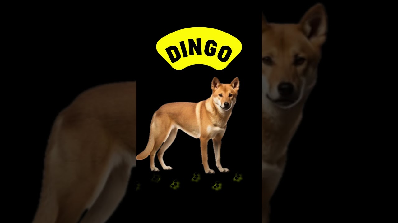 Буква D | D — Динго 🐕 | Алфавит и фонетика для детей | Азбука для малышей | 